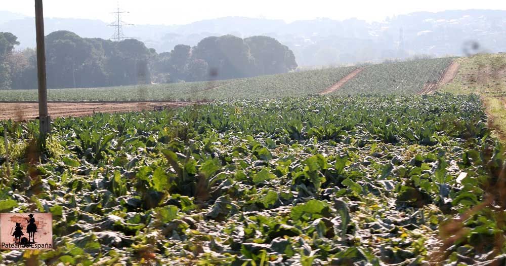 Vilanova del Vallés o Vilanova del Vallès